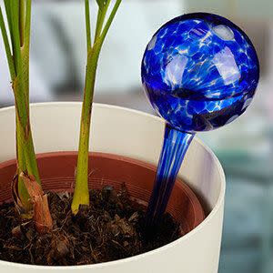 These genius (and 61% off) watering globes will keep your plants hydrated for you for days at a time.