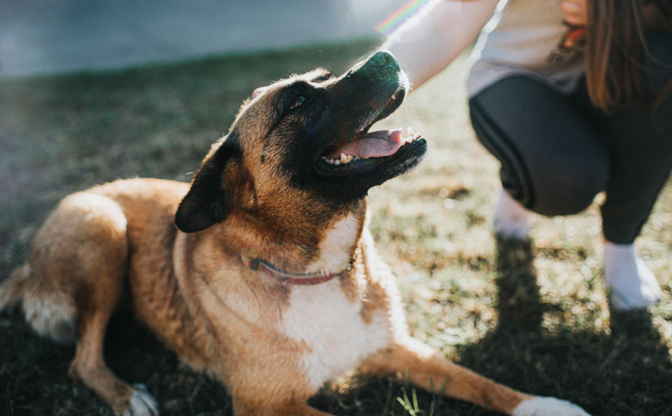 A happy dog