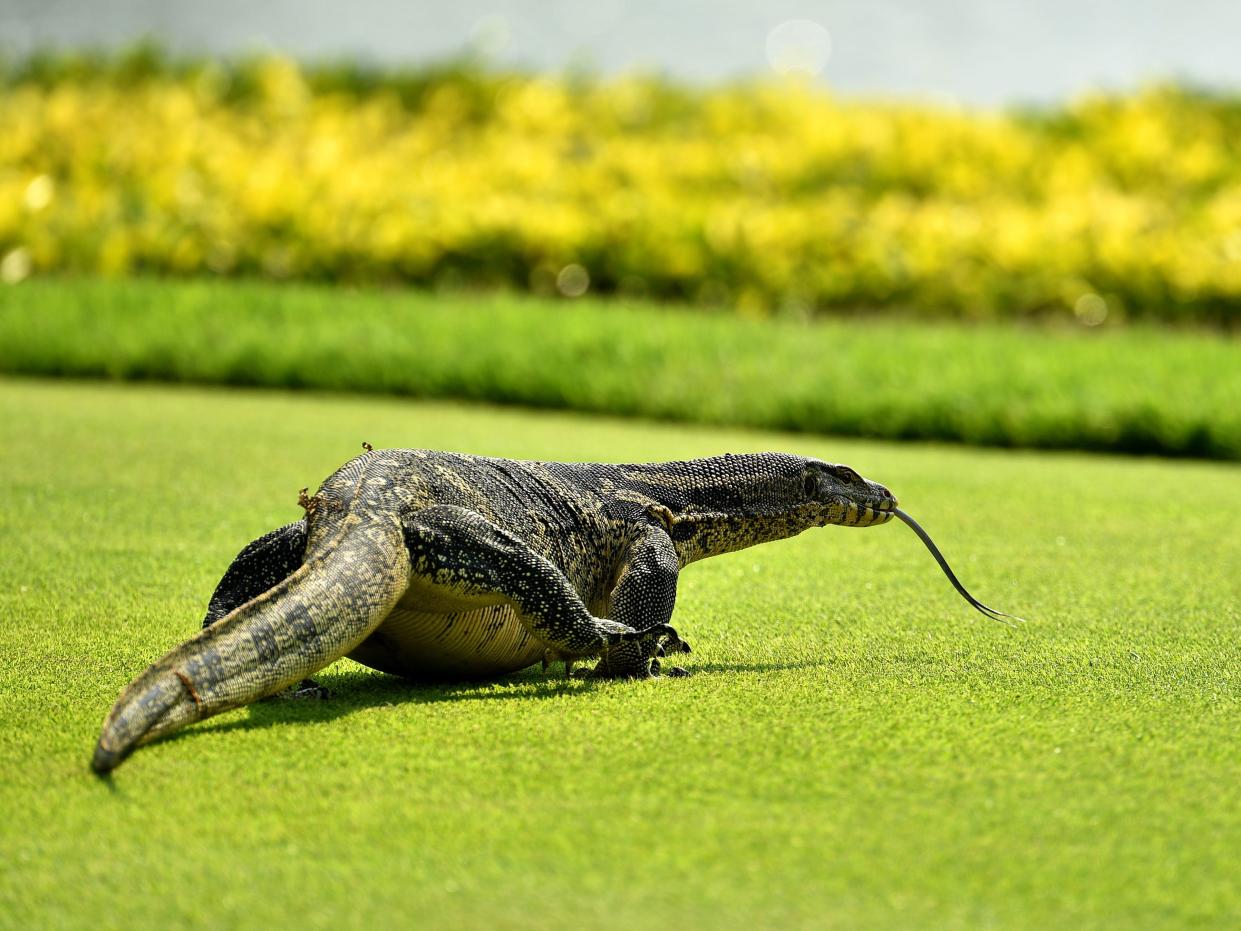 monitor lizard