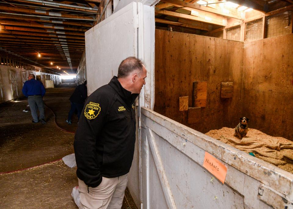 Cascade County Sheriff Jesse Slaughter tours a barn where his office is caring for animals seized from Pamela Jo Polejewski in May 2020 on charges of animal cruelty. 176 animals were seized from Polejewski after a fire gutted a trailer and outbuildings west of Great Falls.