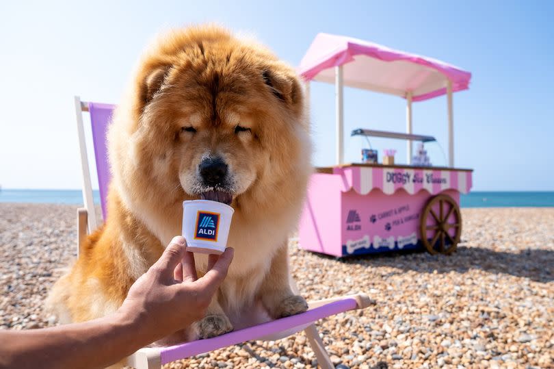 Aldi brings back doggy ice cream