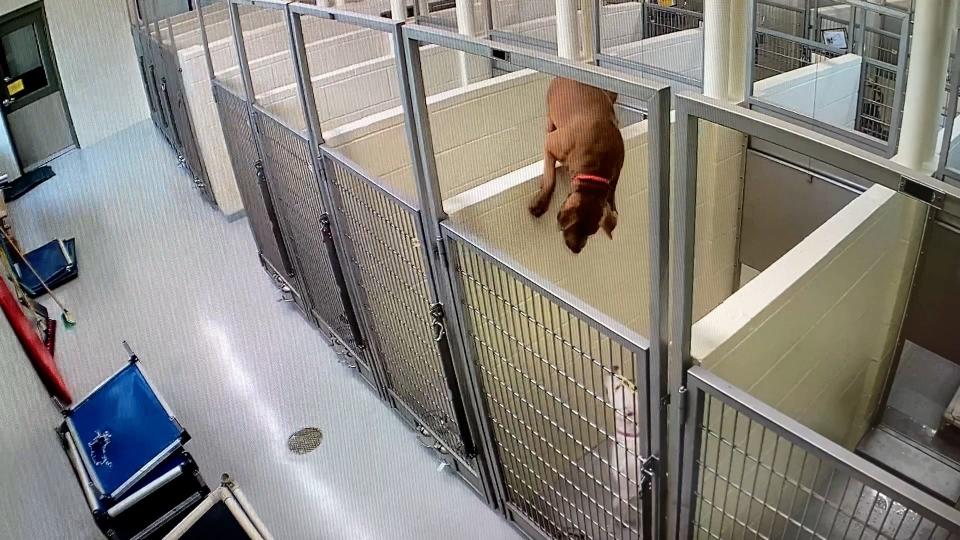 Canine BFFs Brenda and Linda went viral after climbing a wall separating their kennels at the Friends of Minneapolis Animal Care & Control shelter.