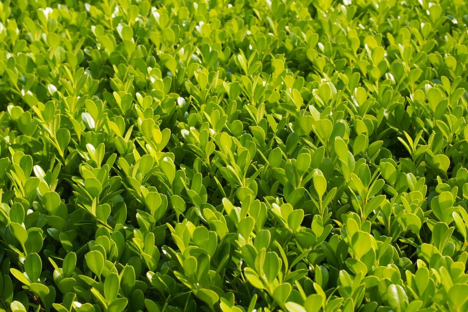 Boxwood