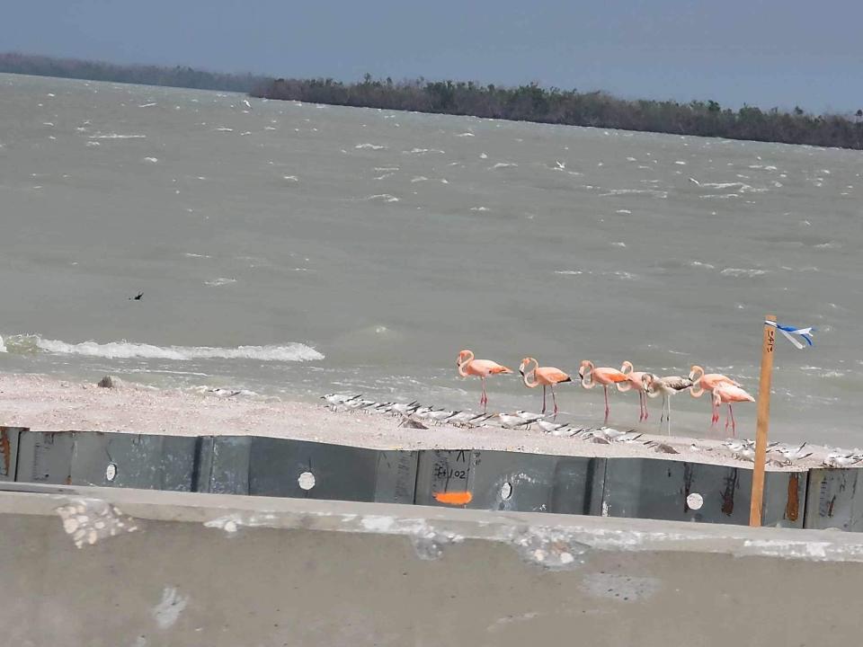 Flamingos make a surprise visit to Sanibel as Idalia leaves SWFL