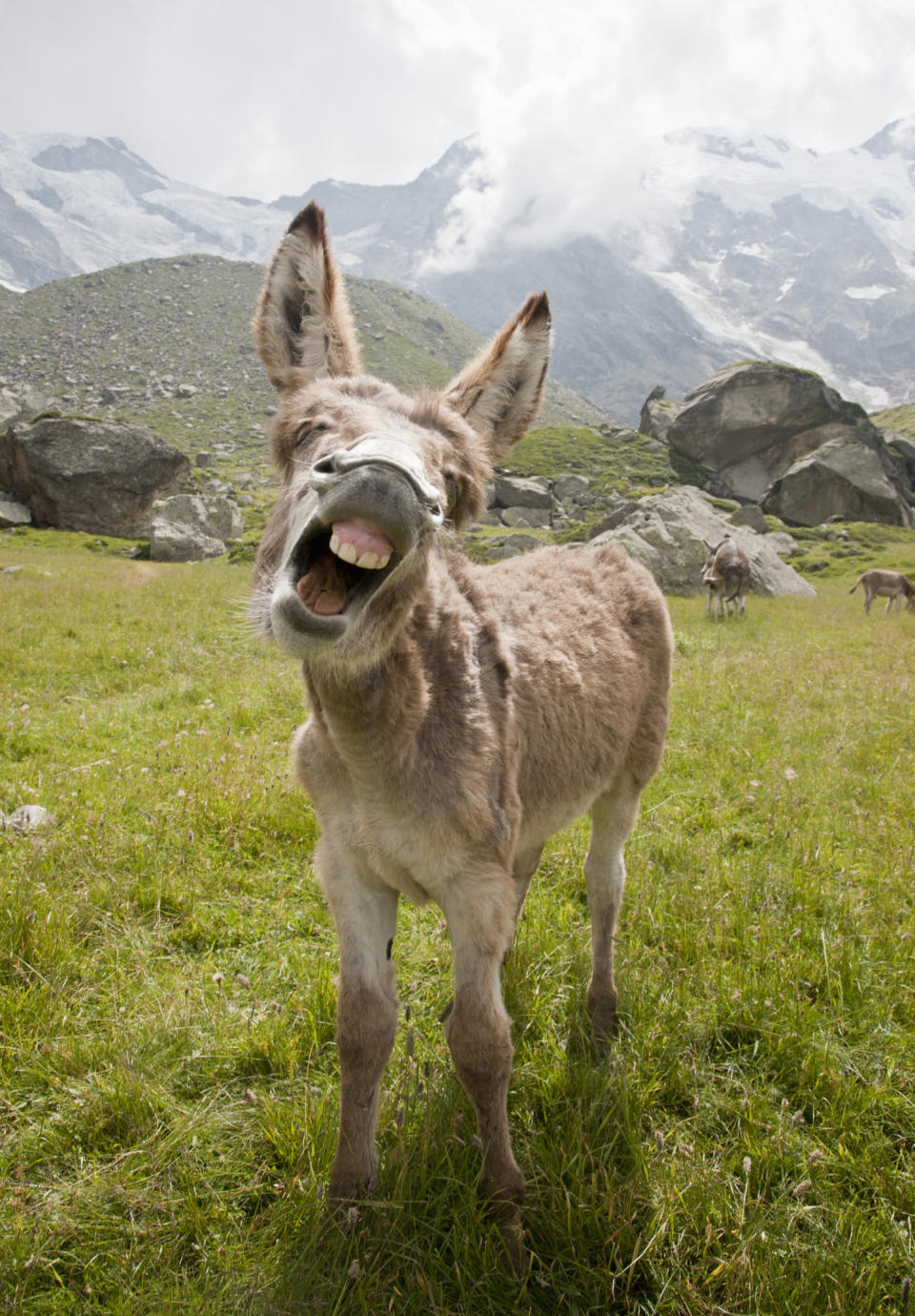 donkey braying