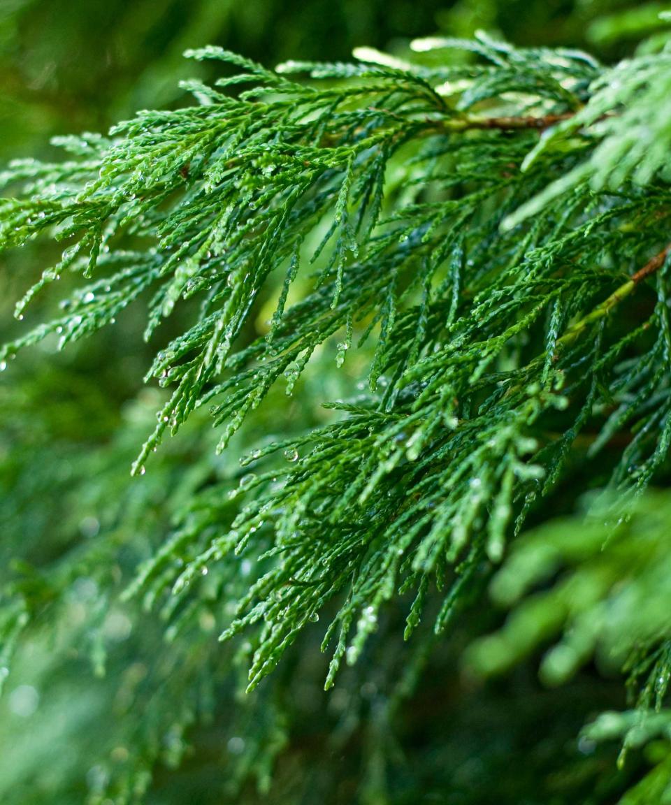 leyland cypress leaves