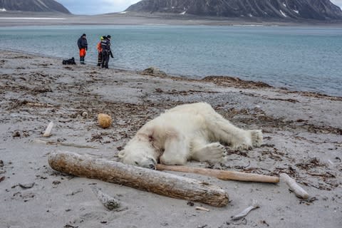 A global backlash followed the shooting of a polar bear in Svalbard - Credit: Governor of Svalbard/Gustav Busch Arntsen