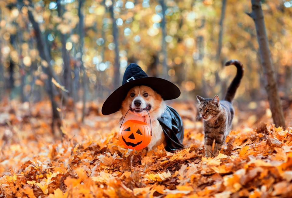 Keeping pets inside and in calm, safe space is best practice on Halloween night.