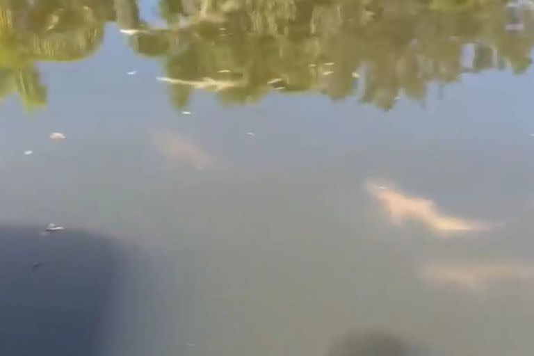 Un enorme cardumen de tiburones fue visto en los canales de Florida