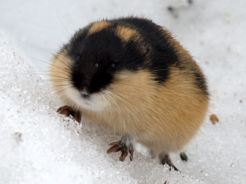 Lemming