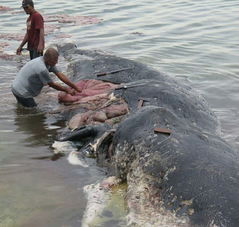  Investigators could not confirm whether the huge amount of rubbish found inside the whale was his cause of death. (WWF Indonesia/Kartika Sumolang)