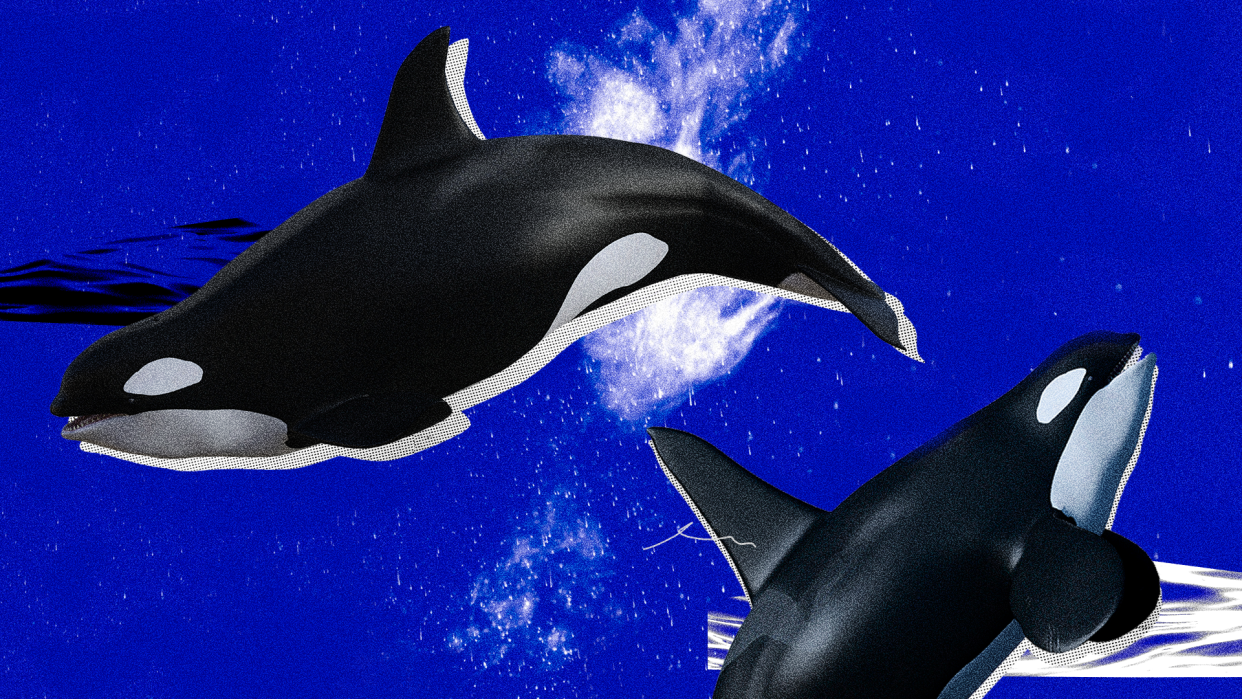 A photo illustration shows two orcas swimming on a blue background.