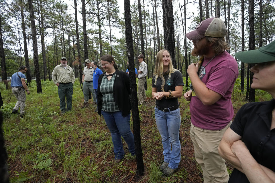 Representative from the U.S. Forest Service, the U.S. Fish & Wildlife, the Memphis Zoo, The Louisiana Department of Wildlife and Fisheries and the Colorado State Center for Environment Management of Military Land, based at nearby Fort Polk, watch during the release of several of about 100 Louisiana pine snakes, which are a threatened species, in Kisatchie National Forest, La., Friday, May 5, 2023. (AP Photo/Gerald Herbert)