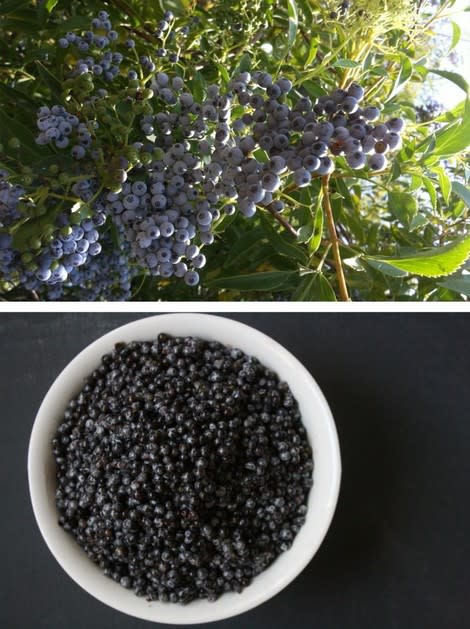 Elderberries