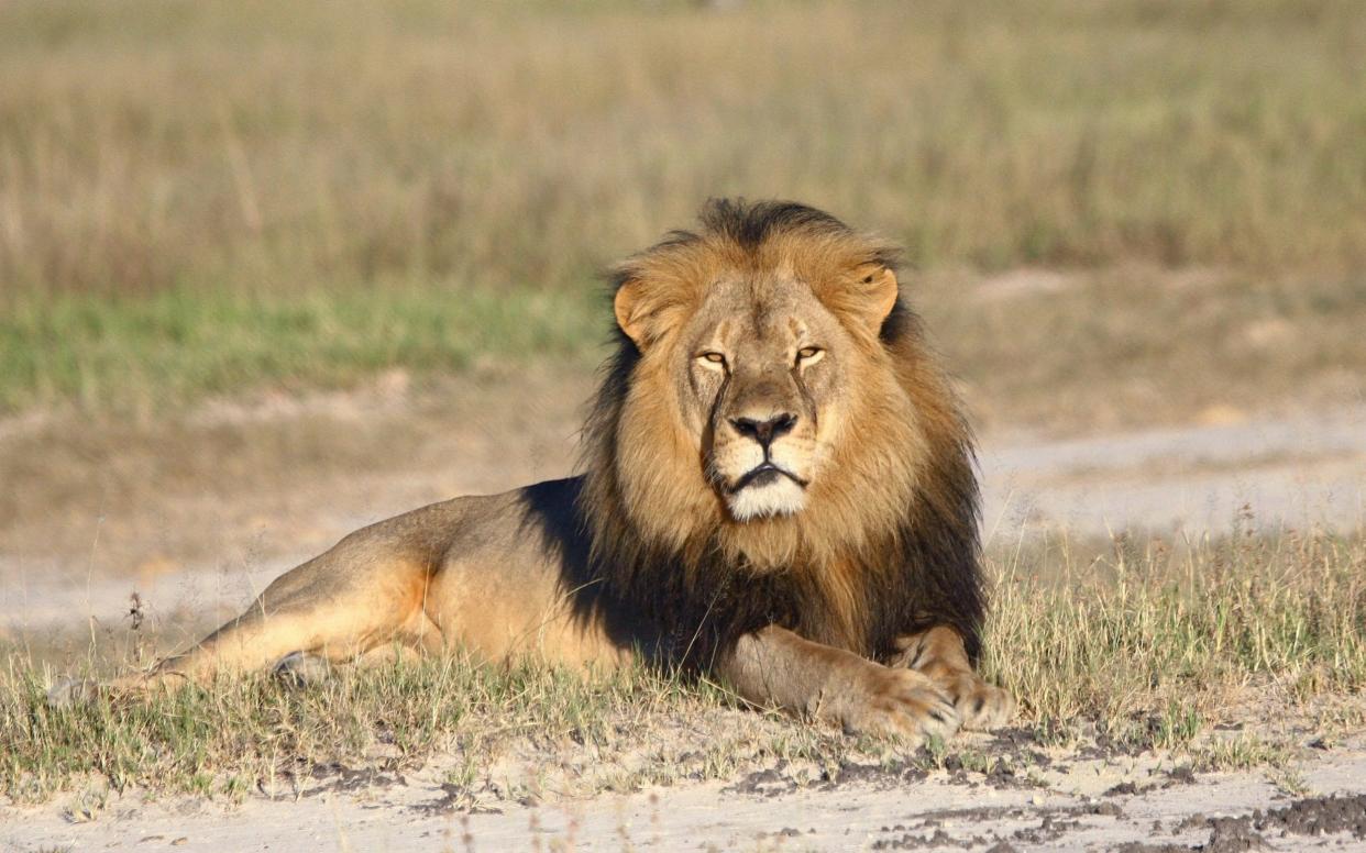 Cecil the Lion was killed by an American dentist in July 2015