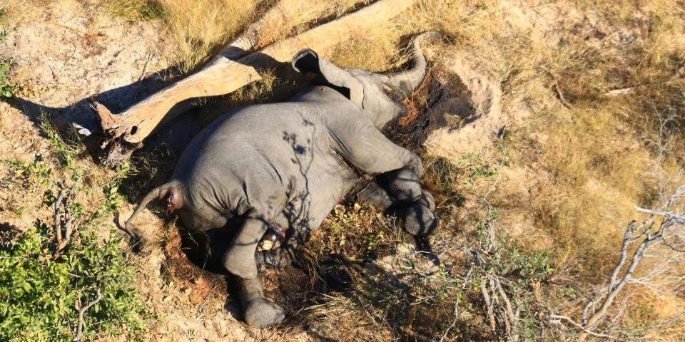 Botswana elephant deaths