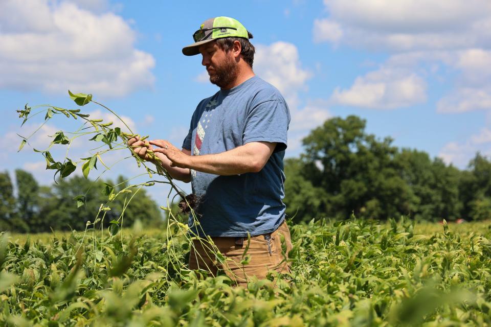 Adam Thomas, 36, who farms nearly 2,500 acres in Southern Illinois, examines his soybean crop that is almost ready to harvest.