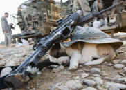 A puppy sleeps under a U.S soldier's hat and rifles in Baquba, in Diyala province some 65 km (40 miles) northeast of Baghdad November 6, 2008. REUTERS/Goran Tomasevic (IRAQ)