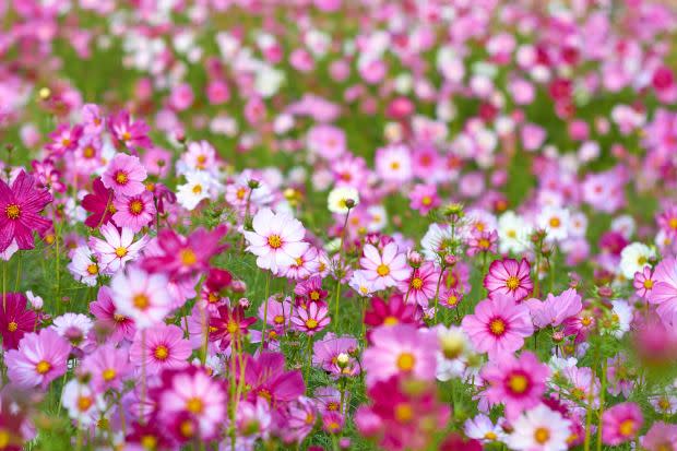 October birth flower: Cosmos<p><a href="https://unsplash.com/photos/s2LPu0B56aA" rel="nofollow noopener" target="_blank" data-ylk="slk:Mathew Schwartz via UnSplash;elm:context_link;itc:0;sec:content-canvas" class="link ">Mathew Schwartz via UnSplash</a></p>