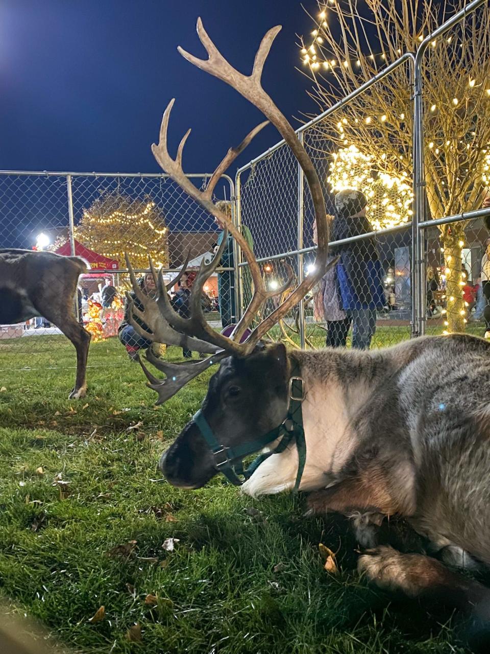 Rudy B., a 4-year-old male reindeer, takes a break from visiting with people in Caldwell as part of the Village Christmas to Remember holiday celebration.