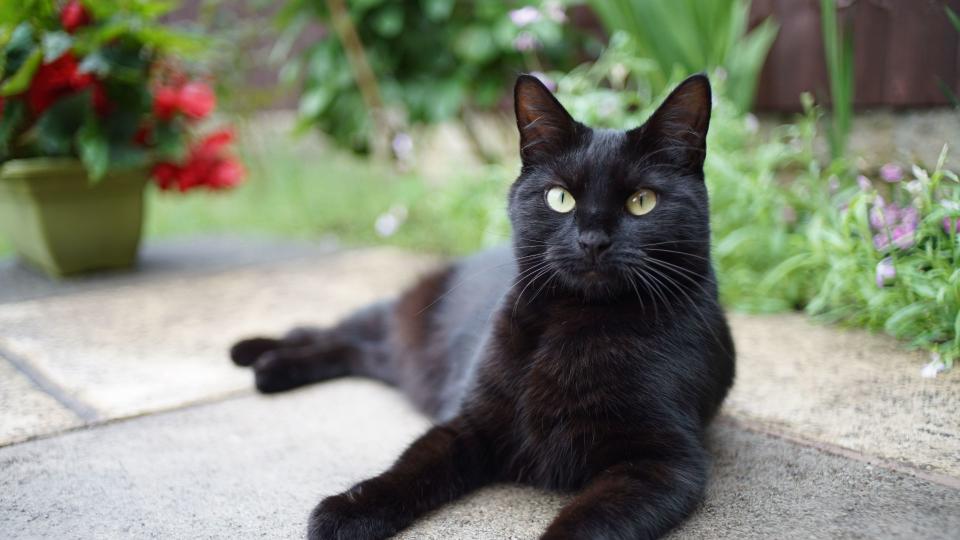 Bombay cat sitting outside