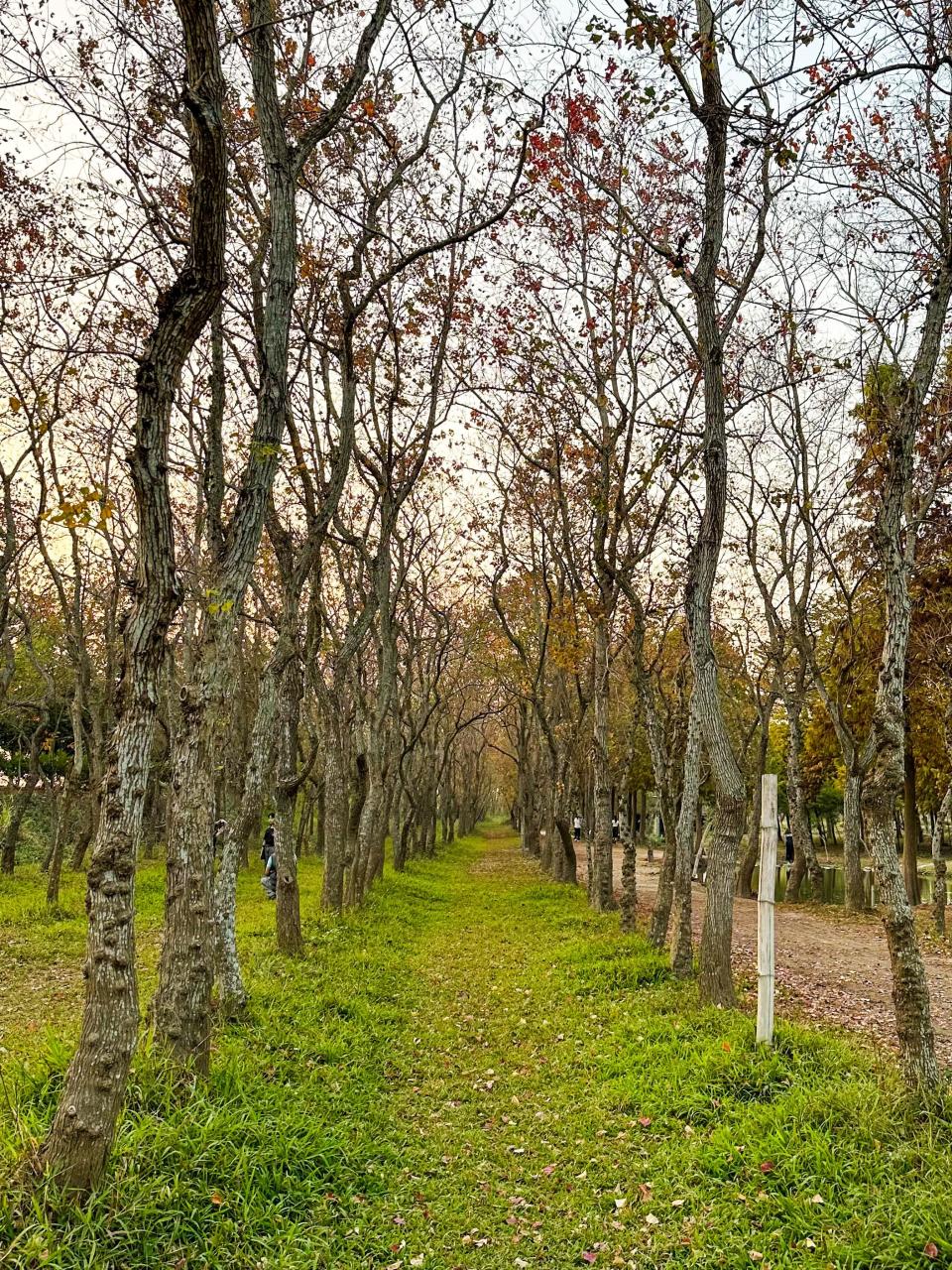 魚寮遺址龍貓隧道（圖片來源：嘉義縣政府）