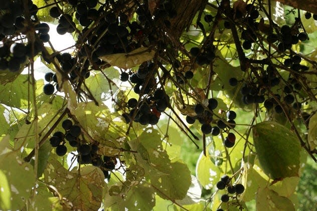 Mustang grapes are the most common wild grapes in Central Texas. Yes, you can eat them.