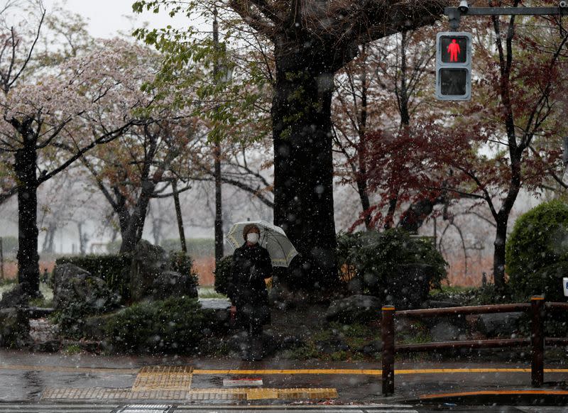 A woman wearing a protective face mask, following an outbreak of the coronavirus disease, waits for a trafic signal near blooming cherry blossoms in a snow fall in Tokyo