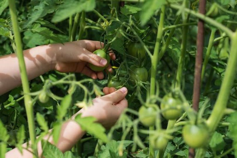 Close-up of a child's hand holding an unripe green tomato on a bush