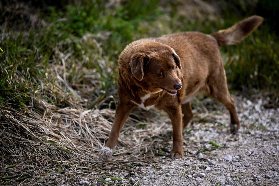 A picture taken on February 12, 2023 shows Bobi, a 30 year-old Portuguese dog that has been declared the world's oldest dog by Guinness World Records, walking in the surroundings of his home in the village of Conqueiros near Leiria. (Photo by PATRICIA DE MELO MOREIRA / AFP) (Photo by PATRICIA DE MELO MOREIRA/AFP via Getty Images)