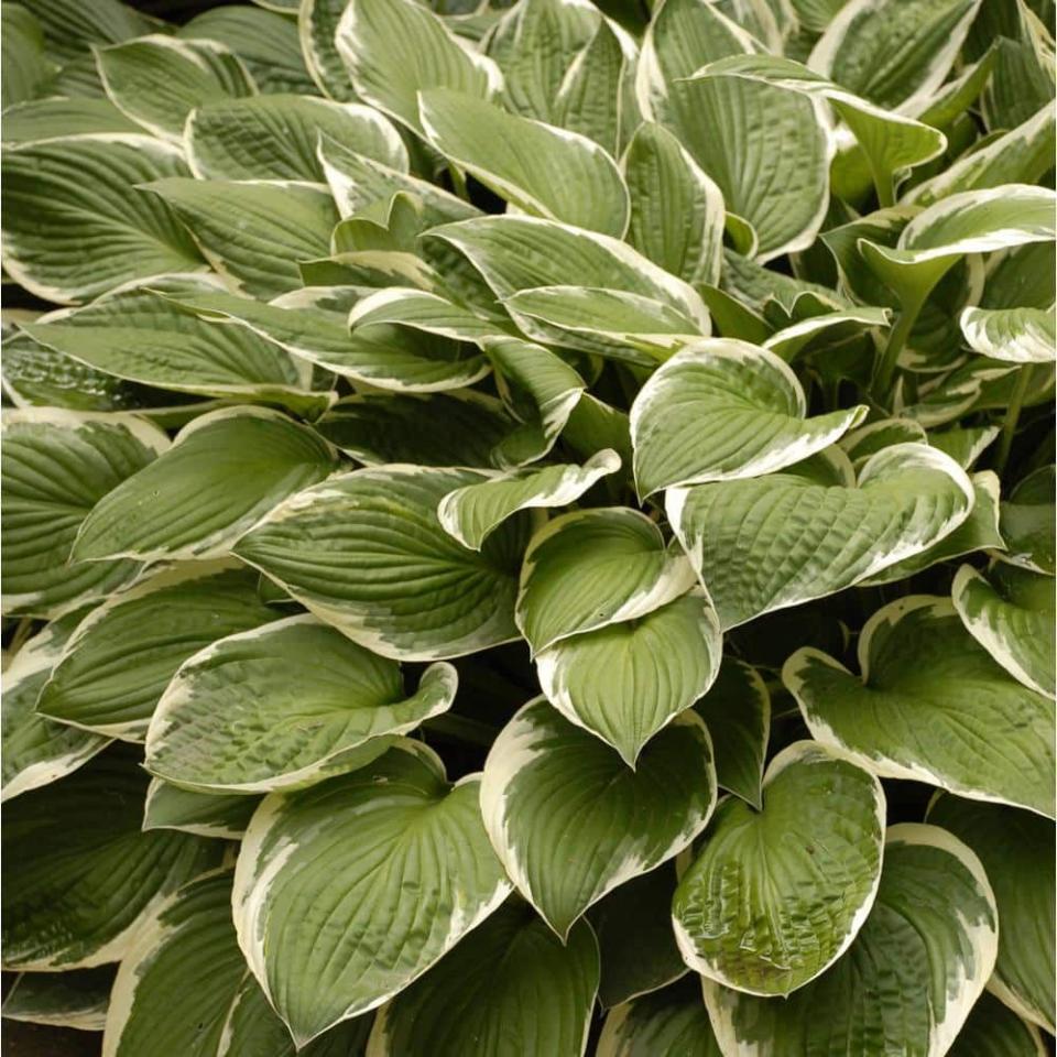 <p><a href="https://go.redirectingat.com?id=74968X1596630&url=https%3A%2F%2Fwww.homedepot.com%2Fp%2FVariegated-1-Qt-Hosta-Mix-Pack-of-4-HOSTAQTVG4PK%2F301904851&sref=https%3A%2F%2F" rel="nofollow noopener" target="_blank" data-ylk="slk:Shop Now;elm:context_link;itc:0;sec:content-canvas" class="link ">Shop Now</a></p><p>Variegated 1 Qt. Hosta </p><p>$28.57</p><p>homedepot.com</p><span class="copyright">Home Depot</span>