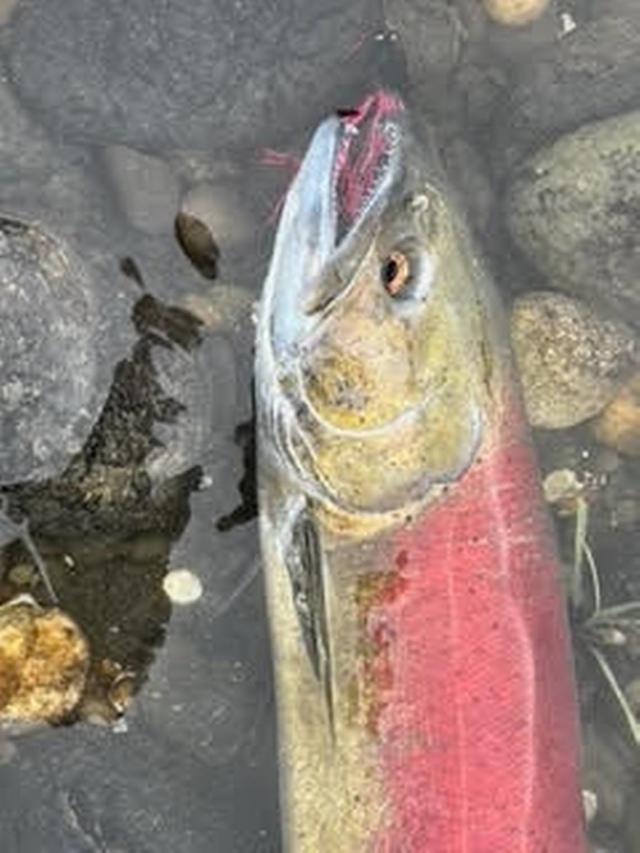 Rachel's first trout on a fly rod!! Beautiful day on river…