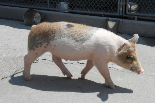 This stray pig, dubbed Wilbur, was brought to Animal Care & Control in New York by police in August.  Photo credit: Animal Care & Control of New York