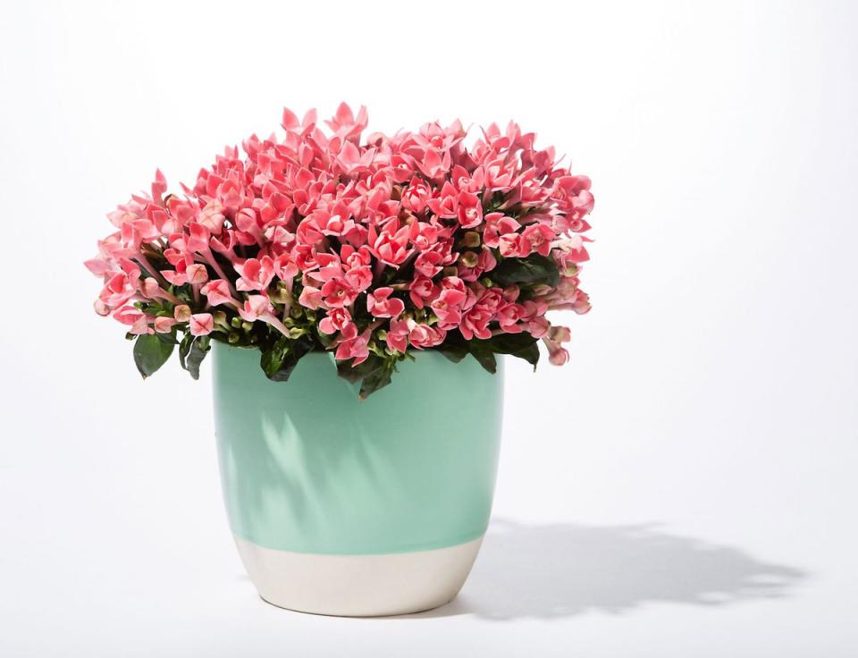 Pink Potted Begonia in a Pot