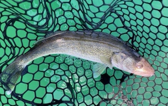 Angler surveys are underway at many of Ohio’s popular public inland waterways and Lake Erie. The surveys help to determine the state's most popular species of fish, which generally include walleye.