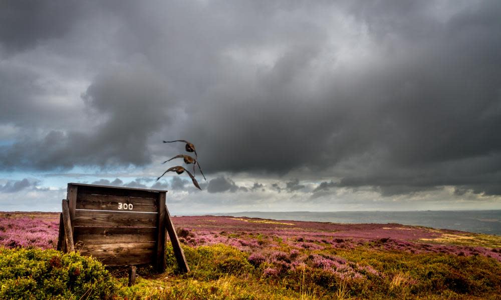 <span>Photograph: Rebecca Cole/Alamy</span>