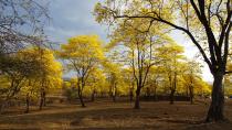 <p>Fotografía cedida de un bosque de guayacanes en el cantón Zapotillo, en el sur de Ecuador. Zapotillo es uno de los cantones del sur de Ecuador que forman parte de la reserva de la biósfera declarada por a Unesco en 2015 y aunque los guayacanes están allí desde hace muchos años, fue desde 2012 que se comenzó a potenciar al turismo el espectacular florecimiento masivo de la milenaria especie. Esa explosión de vida y color ocurre normalmente una vez al año y dura máximo ocho días, por lo que las autoridades de Zapotillo han preparado rutas para los turistas, ferias culturales y aprovechan la ocasión para promocionar emprendimientos. EFE / Ministerio del Ambiente de Loja / SOLO USO EDITORIAL / NO VENTAS </p>