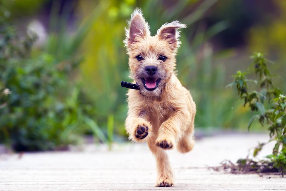Terrier puppy happily runs toward camera
