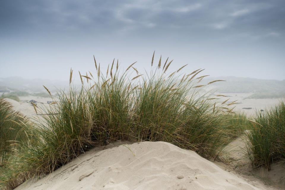 Beach grass planted in dunes.