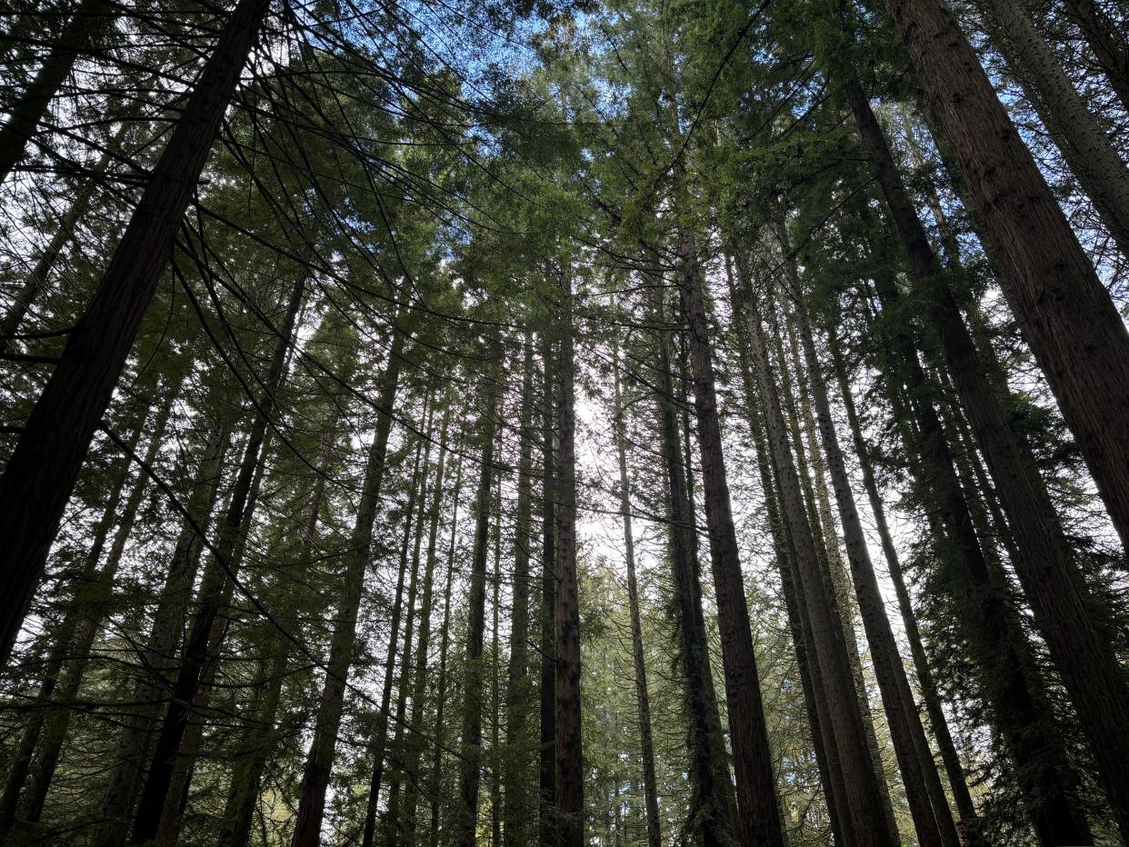 Trees tower over a hiking trail in the Hoyt Arboretum in Portland, Oregon.