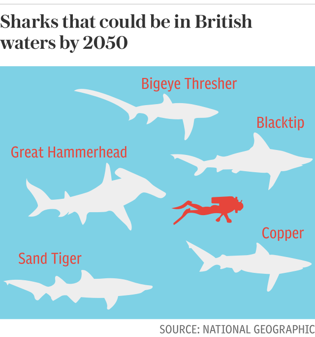 Britain's top ten locations for shark spotting