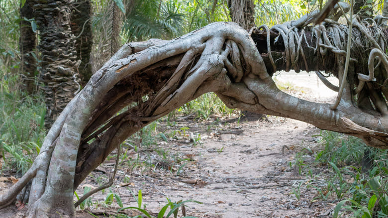 Strangler fig tree