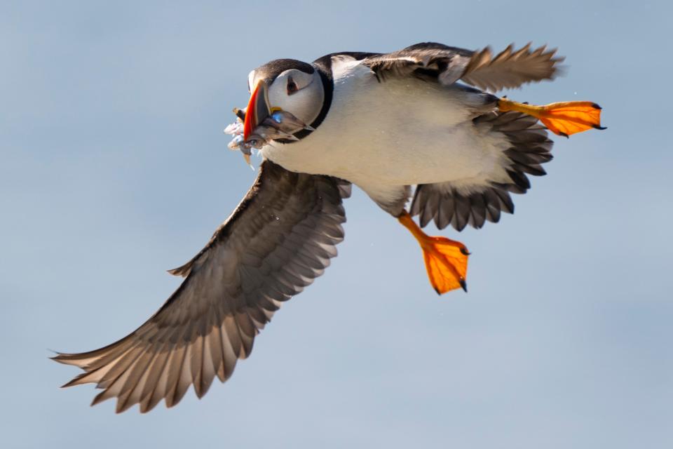 An Atlantic puffin comes in for a landing while bringing in fish to feed its chick on Eastern Egg Rock, Maine, Sunday, Aug. 5, 2023. Scientists who monitor seabirds said Atlantic puffins had their second consecutive rebound year for fledging chicks after suffering a bad 2021.