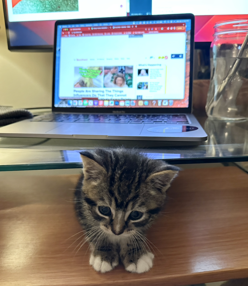 Very small and cute kitten underneath the author's desk with his computer open to the BuzzFeed homepage