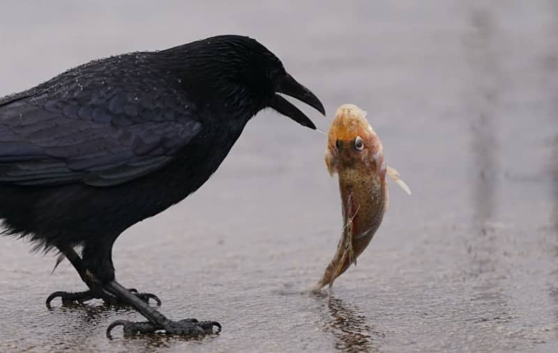 A hungry crow pecks at a dead fish with its beak on the Magellan Terraces. Marcus Brandt/dpa