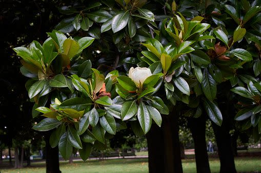 fast growing shade trees