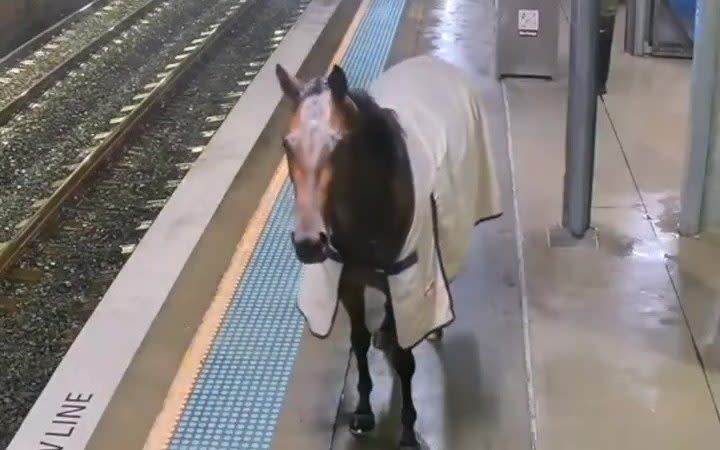 The retired rachorse appeared on the platform at Warwick Farm station