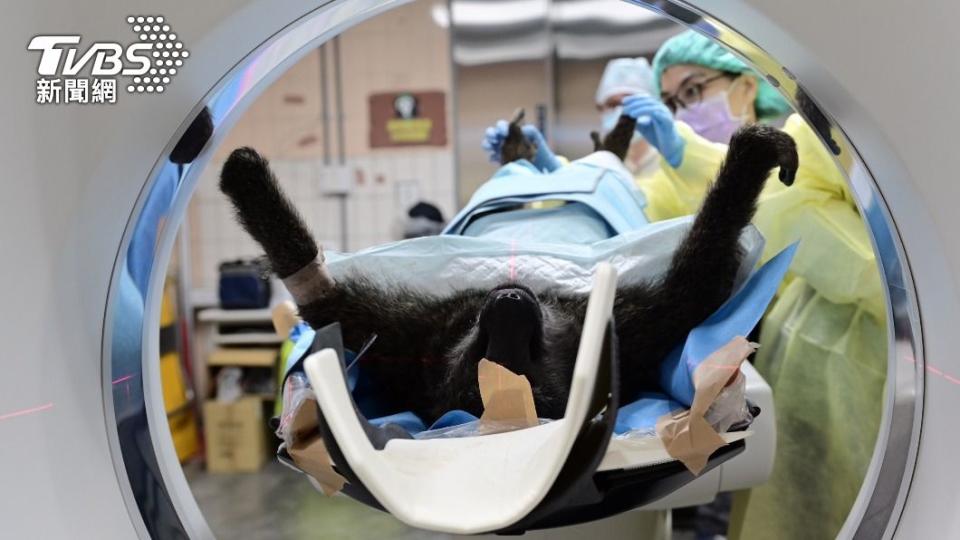 狒狒遭獵槍誤殺後，目前遺體已送至台北市立動物園進行檢驗。（圖／農委會林務局提供）