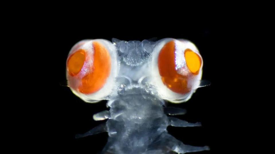 <br>Vanadis毛齒蟲是一種非常特殊的海洋生物，它的身體幾乎完全透明，唯一的例外就是它那對巨大的眼睛。這種蟲子被命名為「Vanadis」，這是北歐愛神弗雷亞的暱稱。（圖／<em>Michael Bok</em>）
