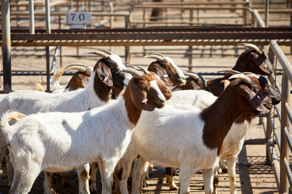 A small flock of Boer goats for sale at a stockyard in Dubbo. 